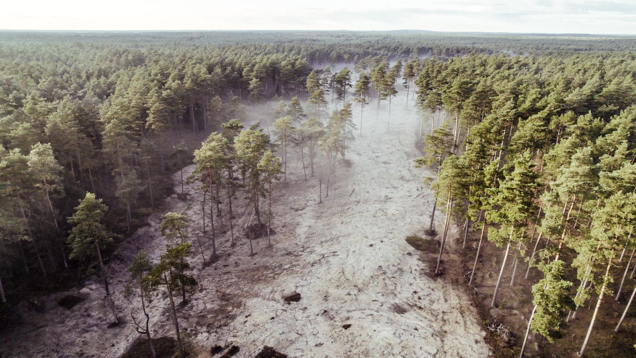 Atlantische Binnendüne – freigelegte Sandfläche im Kiefernwald, Luftaufnahme