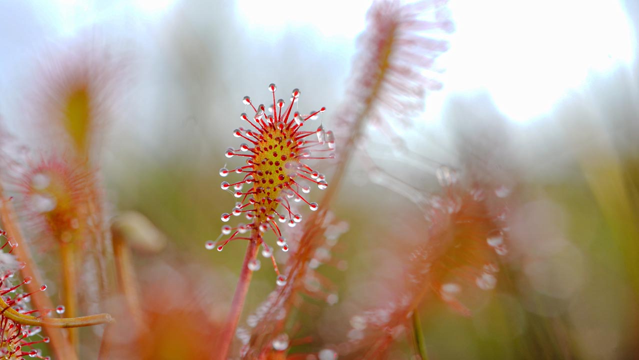 Moorgeest – Foto 2