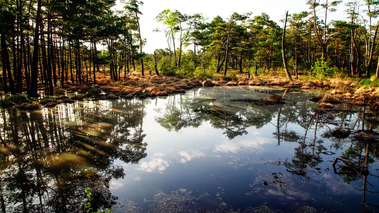 Moorgeest – Projekt-Dokumentation